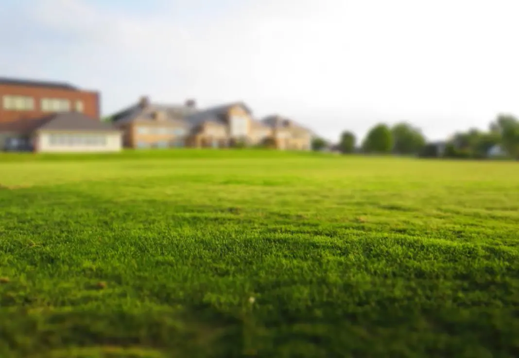 Pelouse verte